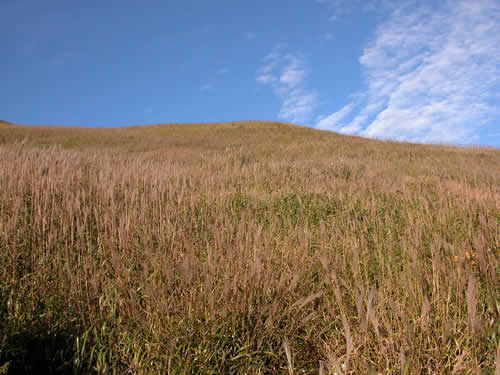 55.jpg