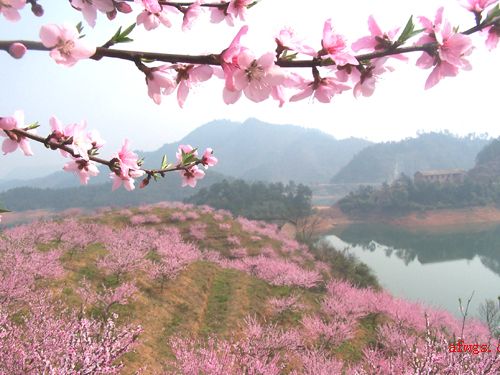 武功湖诸多岛屿-----桃花岛