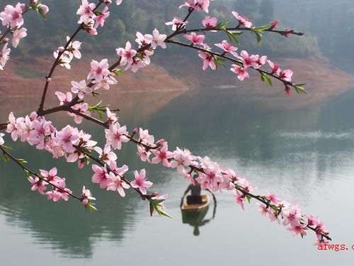 武功湖诸多岛屿-----桃花岛