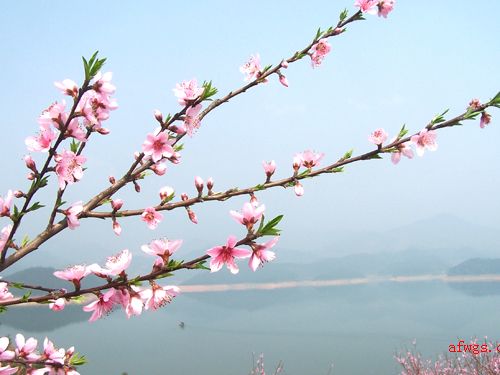 武功湖诸多岛屿-----桃花岛