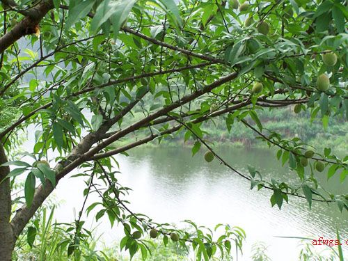 武功湖诸多岛屿-----桃花岛