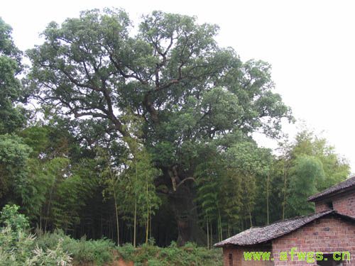 樟－樟树17 拷贝.jpg