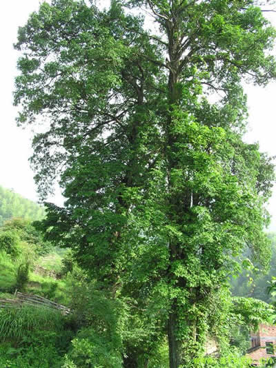 南方红豆杉10.jpg
