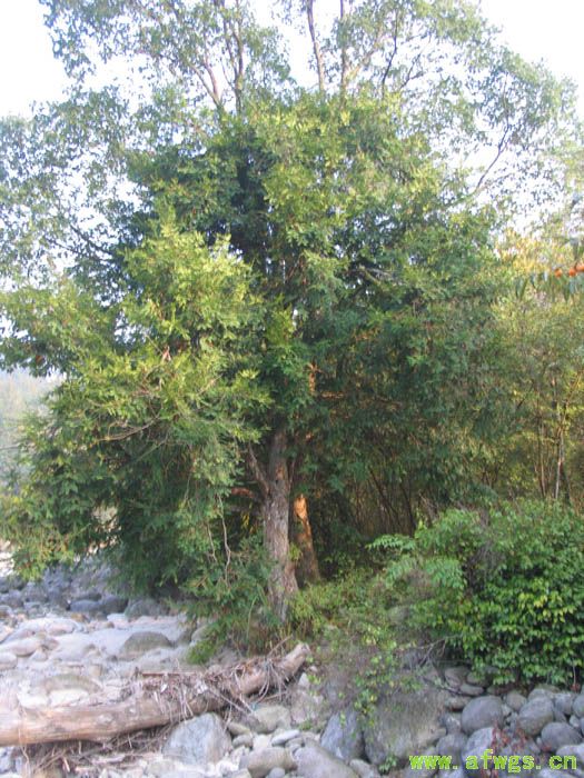 南方红豆杉4.jpg