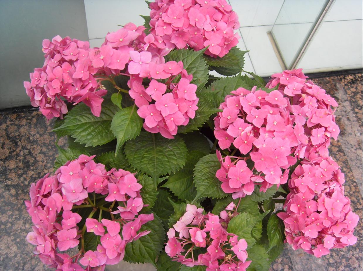 花美 但不知道叫什么