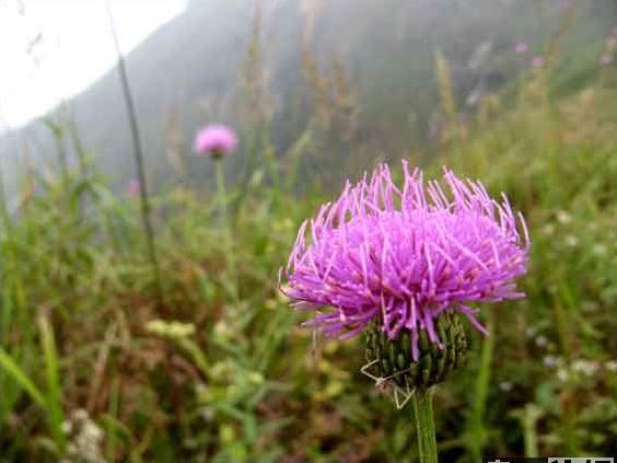 武功山照回来的 也不知道花名